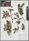 Foto von Salix appendiculata Vill.